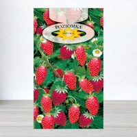 Насіння суниці Регіна, Roltico, Польща, 0,2г