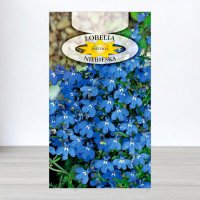 Насіння лобелії Блакитної, Roltico, Польща, 0,2г