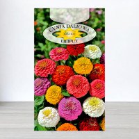 Насіння цинії карликової Ліліпут Суміш, Roltico, Польща, 0,5г