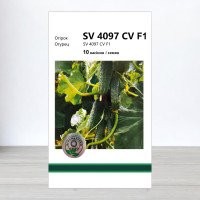 Насіння огірка SV 4097 CV F1, АПГ Monsanto Holland BV, Нідерланди, 10 насінин