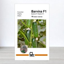 Насіння огірка Барвіна F1, АПГ Nunhems, Нідерланди, 10 насінин