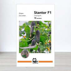 Насіння огірка Стентор F1, АПГ Nunhems, Нідерланди, 10 насінин