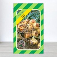 Насіння цибулі Радар, АПГ Bejo Zaden BV, Нідерланди, 1г