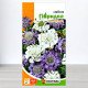 Насіння скабіози гібридної Багаторічна, Яскрава, 0,1г