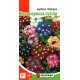 Насіння вербени гібридної Низькоросла Суміш, Яскрава, 0,2г