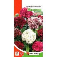 Насіння гвоздики Турецька Махрова, Яскрава, 0,5г