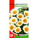 Насіння ромашки садової великої Бiло-Жовтої, Яскрава, 0,3г