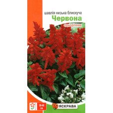 Насіння шавлії блискучої Червоної, Яскрава, 0,1г