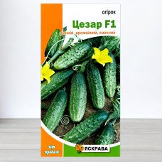 Насіння огірка бджолозапильного Цезар F1, Яскрава, 0,5г