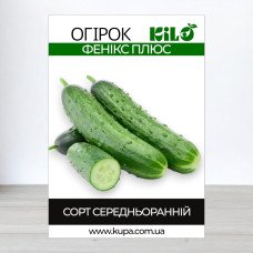 Насіння огірка бджолозапильного Фенікс Плюс, 100г