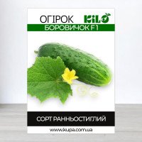 Насіння огірка бджолозапильного Боровичок F1, 100г