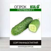 Насіння огірка бджолозапильного Погребок F1, 100г
