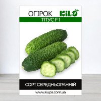 Насіння огірка бджолозапильного Тітус F1, 100г