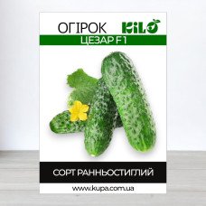 Насіння огірка бджолозапильного Цезар F1, 100г