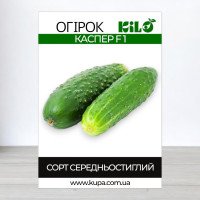 Насіння огірка партенокарпічного Каспер F1, 100г
