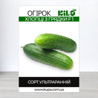 Насіння огірка партенокарпічного Хлопці з Грядки F1, 100г