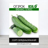 Насіння огірка бджолозапильного Фенікс Плюс, 0,5кг