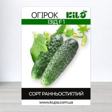 Насіння огірка бджолозапильного Ізід F1, 0,5кг