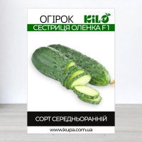 Насіння огірка бджолозапильного Сестриця Оленка F1, 0,5кг