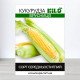 Насіння кукурудзи Брусниця, 1кг