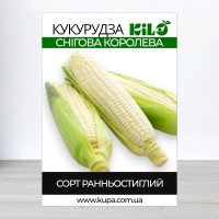 Насіння кукурудзи Снігова Королева, 1кг