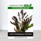 Насіння суданської трави Голубовська 25 триколірна, Сорго Суданське, 1кг