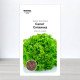 Насіння салату Сніжинка, Польща, Marvel, 3г