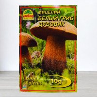 Гриб Міцелій Білий Дубовик, 10г (Міцелії грибів)