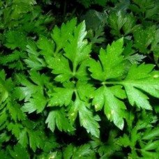 Насіння петрушки Листова, Україна, Marvel, банка 100г