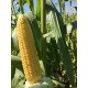 Насіння кукурудзи цукрової бондюель Багратіон F1, Україна, Marvel, 100г