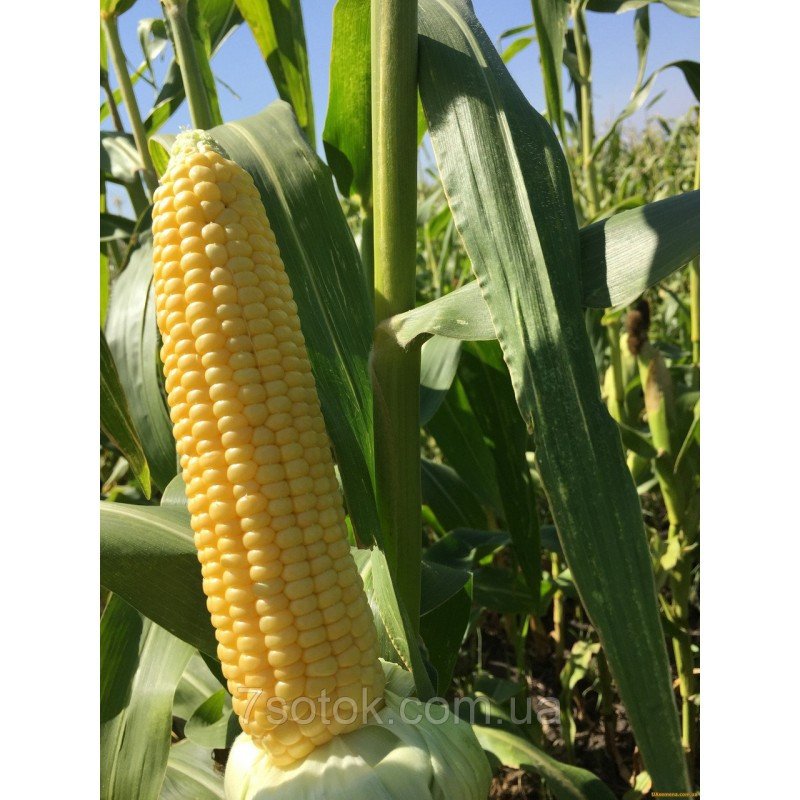 Насіння кукурудзи цукрової бондюель Багратіон F1, Україна, Marvel, 200г