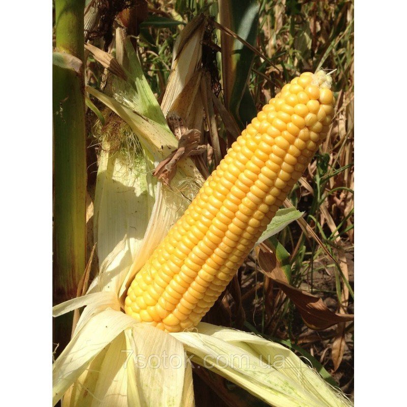 Насіння кукурудзи цукрової бондюель Веге-1 F1, Україна, Marvel, 100г