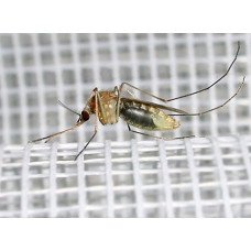 Сітка антимоскітна сіра, ширина 1,0м, рулон 30м