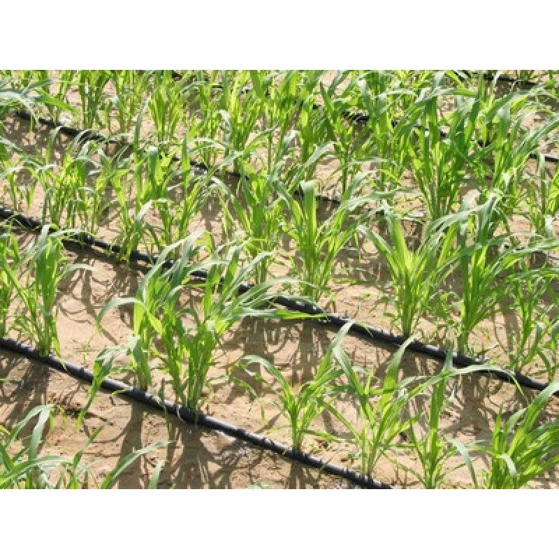 Крапельна трубка багаторічна, 16мм, крок через 20см, 200м