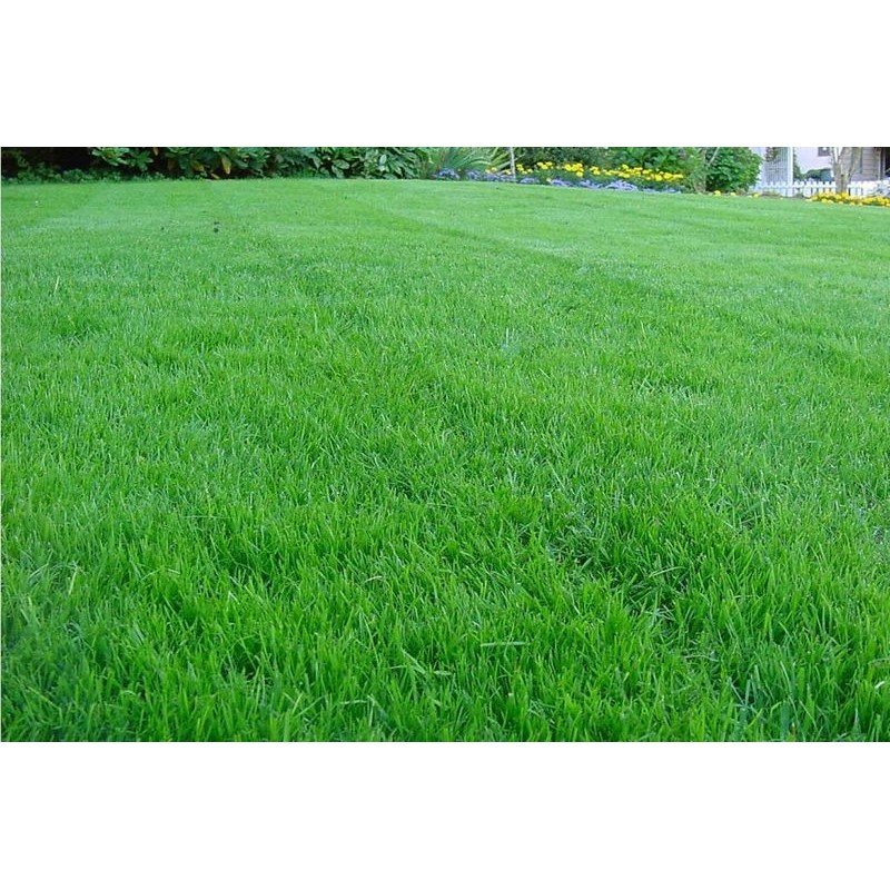 Насіння газонної трави Універсальна, 1кг