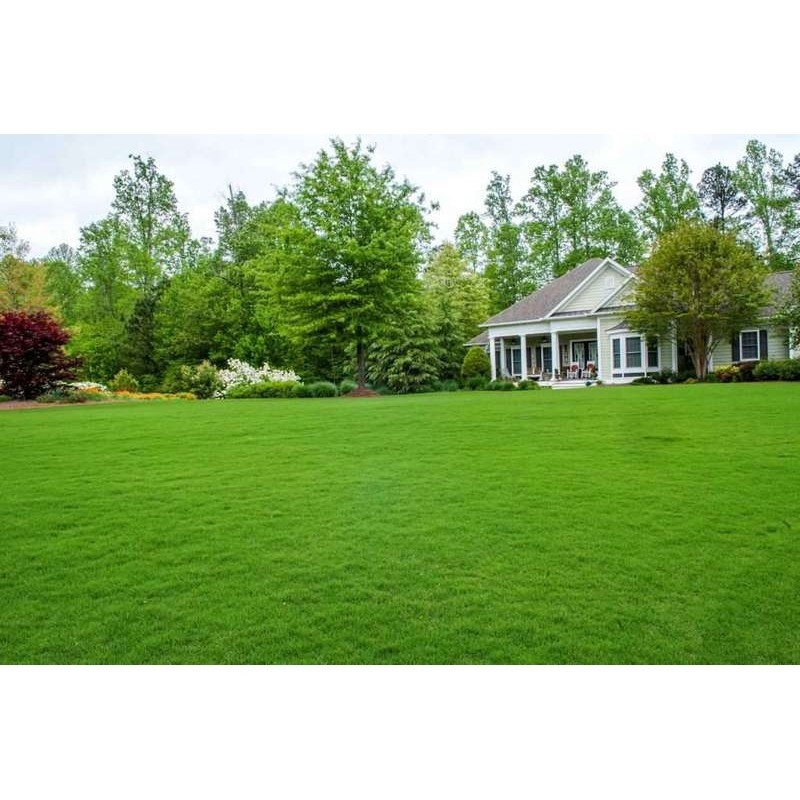 Насіння газонної трави Ліліпут, 1кг