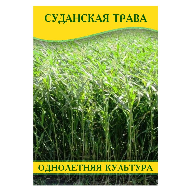 Насіння суданської трави Голубовська 25 триколірна, Сорго Суданське, 1кг