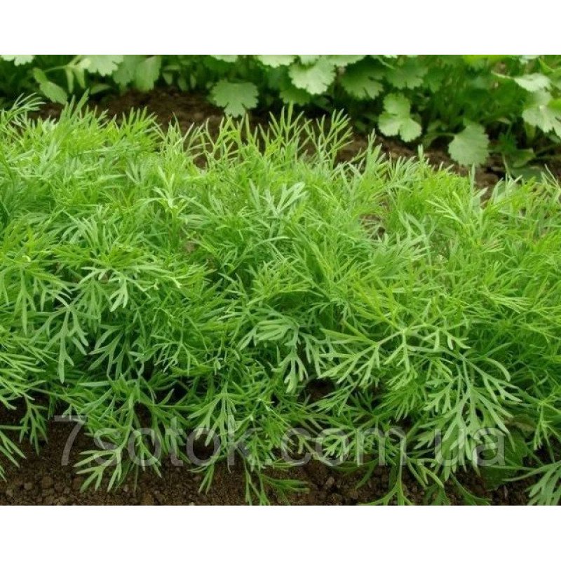 Насіння кропу Ажур, 100г