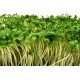 Насіння мікрозелені Крес-Салату, 0,5кг