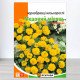 Насіння чорнобривців низькорослих Медовий Місяць, Яскрава, 5г