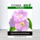 Насіння іпомеї Рожева, 50г