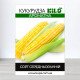 Насіння кукурудзи Ароматна, 1кг