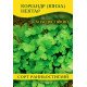 Насіння коріандра Кінза Нектар, 1кг