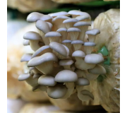 Міцелії грибів