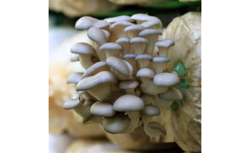 Міцелії грибів