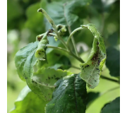 Інсекто-фунгіциди