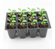 Касети для розсади