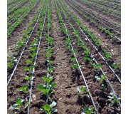 Крапельне зрошення