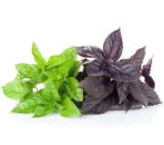 Насіння базиліка