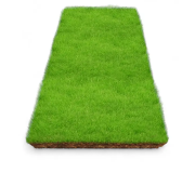 Насіння газонної трави